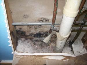 mold cleaning professionals 